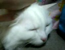 にゃんこ。