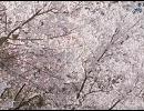 【歌ってみた】コブクロ　桜　verアル