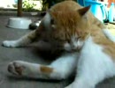 【猫動画】また～りオトン