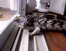 マツカサトカゲの休日