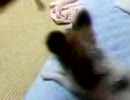 我が家のペット３