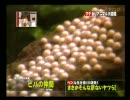 グロイ生物