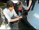 10月10日、狼犬と小旅行