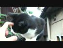 ぬこなでる