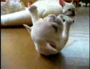 Puppy can't roll over