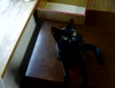 兄ちゃん猫の猫パンチ