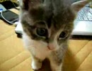 【子猫】日記的なもの～part01