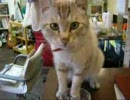 肉球で水を飲む猫