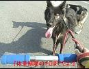狼犬とお散歩