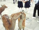 しか