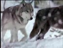 オオカミの群れ