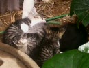 最近良く見かける猫４３（おねんねちゅう編）