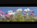 鶴舞公園の秋桜