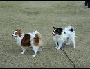 パピヨンのパピとヨン