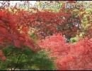 ZARD　「もう探さない」