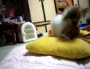 我が家のペット８