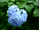 AJISAI