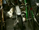 最近良く見かける猫４７（番外駐輪場の猫２）