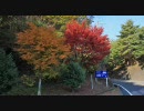 【車載動画】紅葉の始まった六甲山を走ってみた【3倍速】