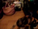 ねこもねこのDVDが好き