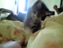 ひたすら高速猫パンチする動画