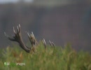 THE RED DEER RUT