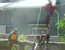 コンゴウ，ボウシインコ　庭で水浴び