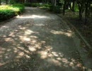 奥華子＿素敵な道