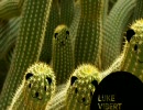Luke Vibert - We Hear You
