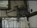 何かあやういぬこ