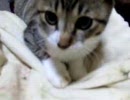 【ぬこ】ボクサー？なたまま
