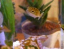 ハチノジフグをカメラ前に呼んでみた