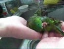 サザナミインコ×水浴び