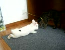 うさぎとねこ