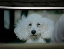 ソフトバンクのCMに出演する男
