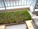 aaa