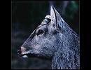 toe - 孤独の発明