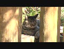 【HD】ぬこのひなたぼっこ【テスト】