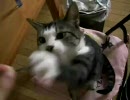【実況】FFT独白プレイ ch.50
