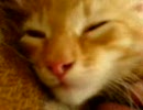 ねむいねこ