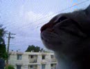 ニワトリの鳴きマネをする猫