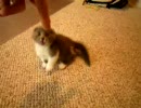 スコティッシュの子猫「にーにー」
