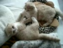 たたかうこねこ