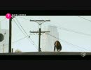 Jet - She's A Genius 【日本語字幕】