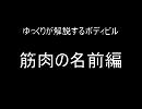 ゆっくりが解説するボディビル　筋肉の名前編