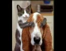 犬ネコ面白いやつ