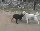 ロットワイラーvsカンガル犬【闘犬】