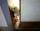 「そっちに行きたい！」～遊びたくて仕方ないオカメインコ～