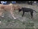 第105位：【その２】ピットブルvsカンガル犬【闘犬】