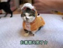 【たわしねこ】ぬこに服を着せてみた